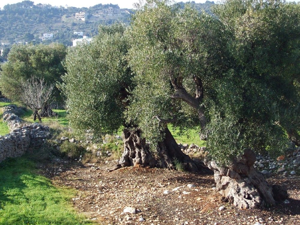 Ostuni - Lamia - Casa rurale