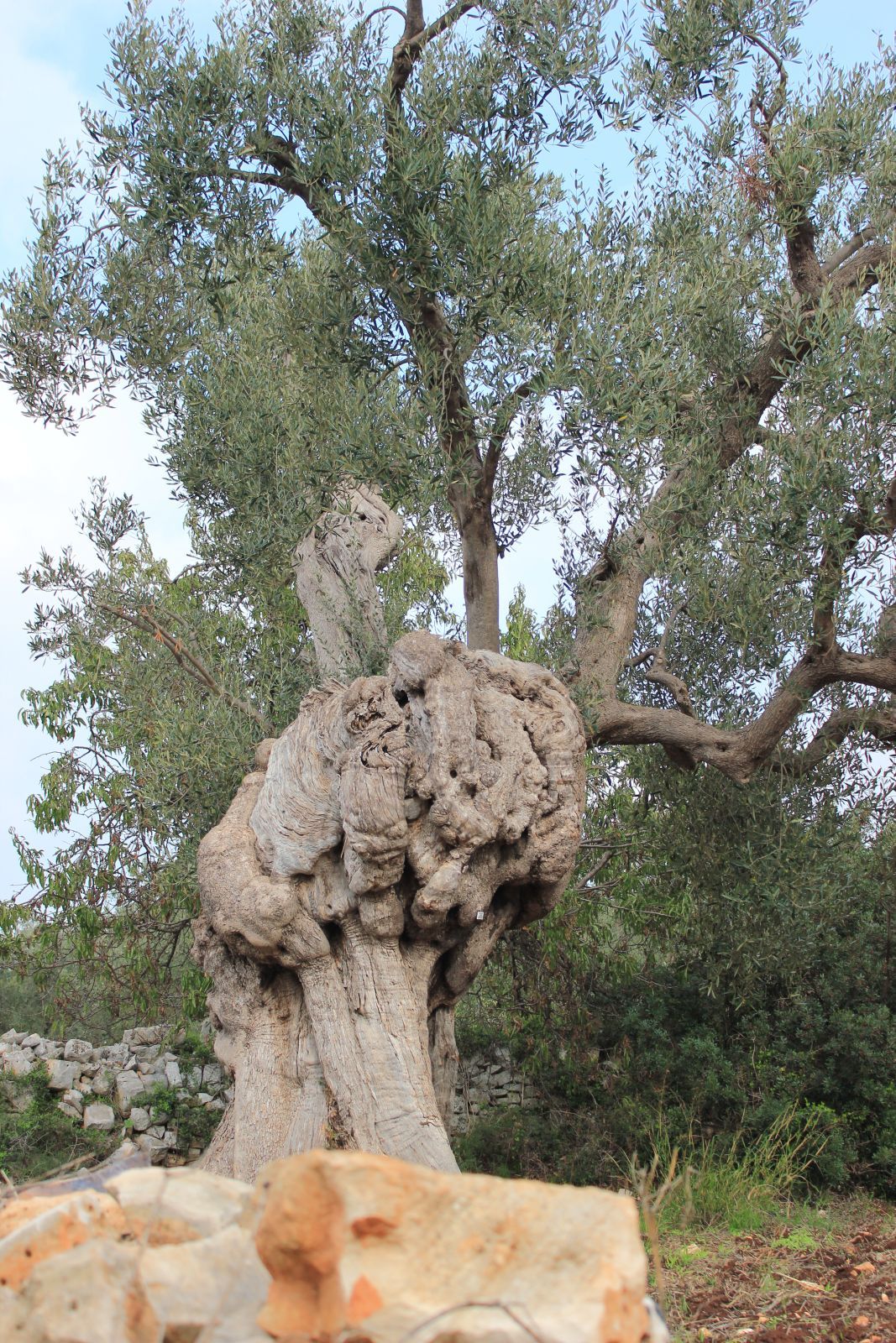 oliveto secolare - for sale - secular olive grove - puglia 