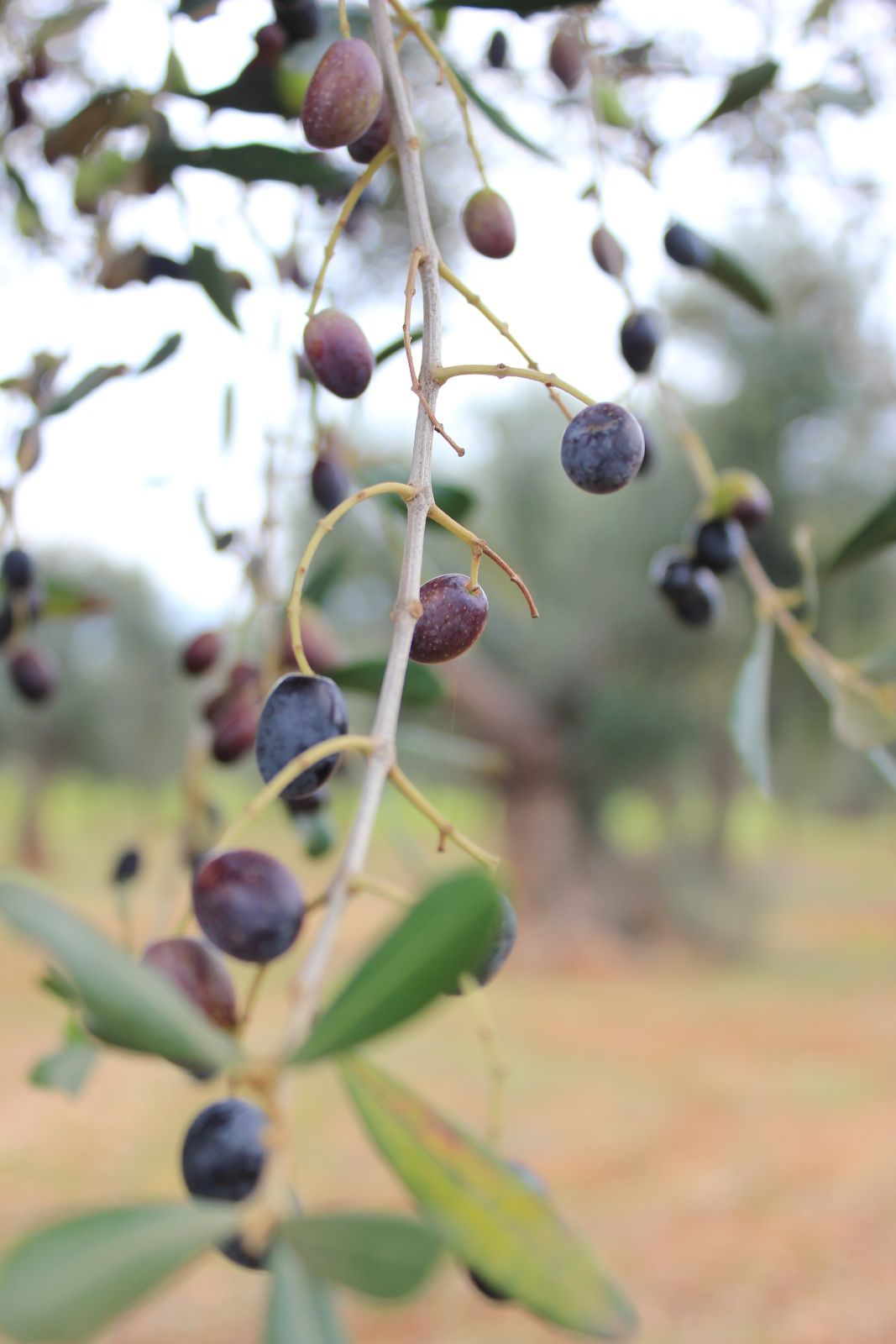 oliveto secolare - for sale - secular olive grove - puglia 