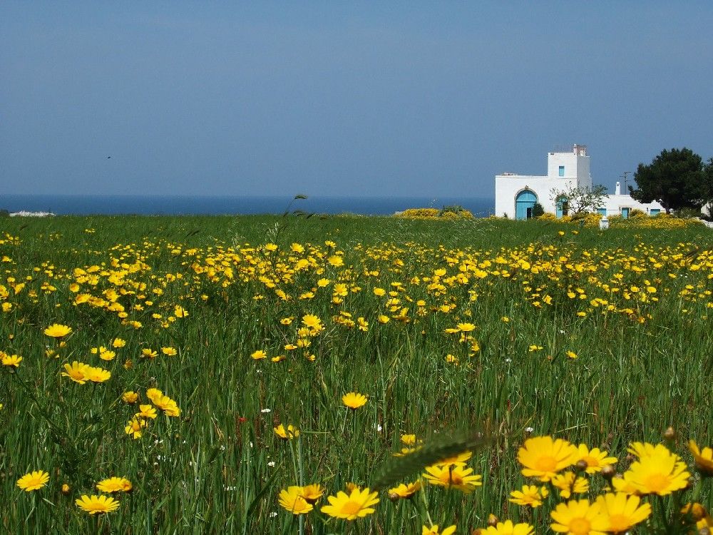 Ostuni-Masseria-vacanze-locazione